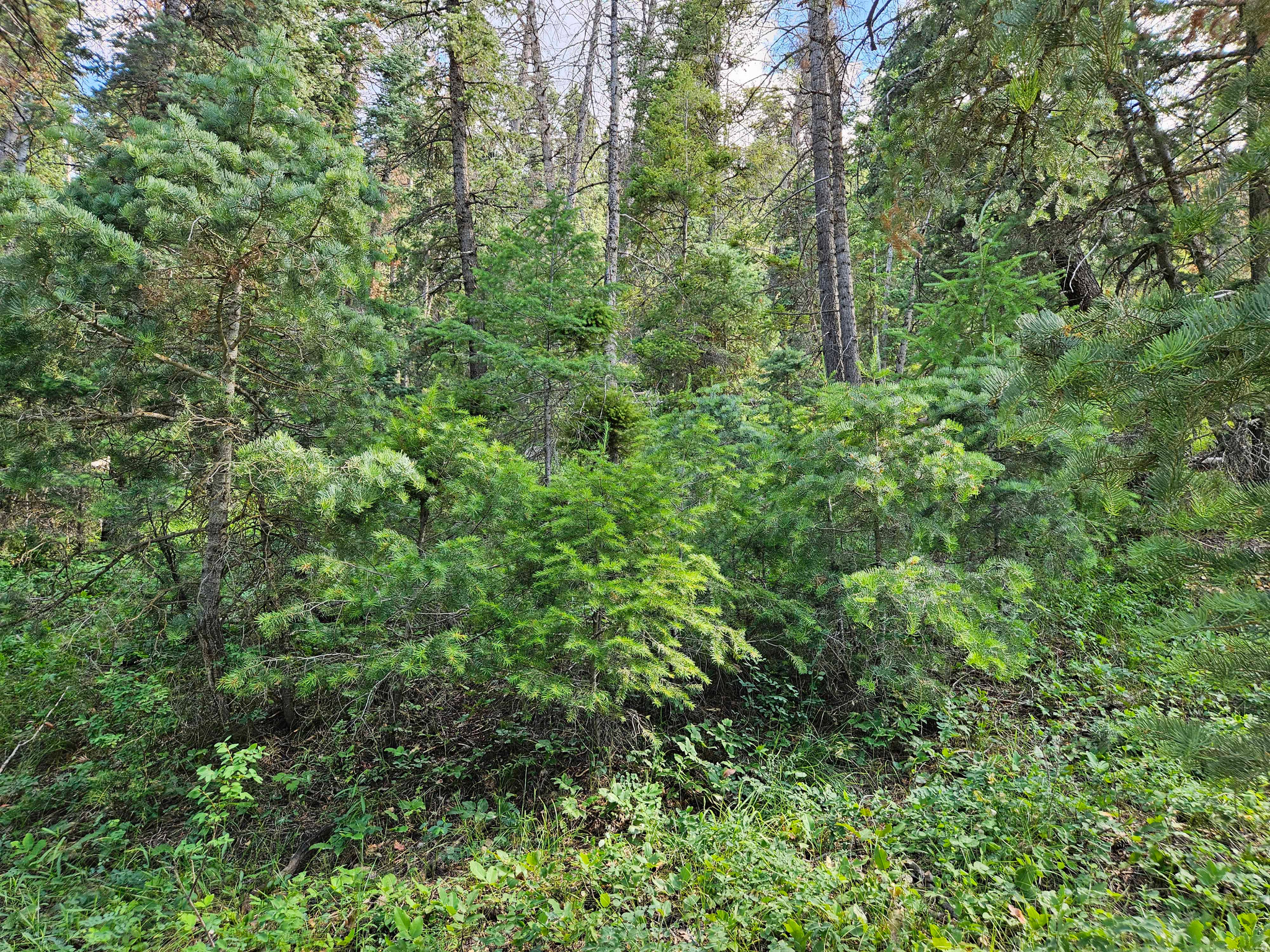 PINE CREEK ACRES - Land