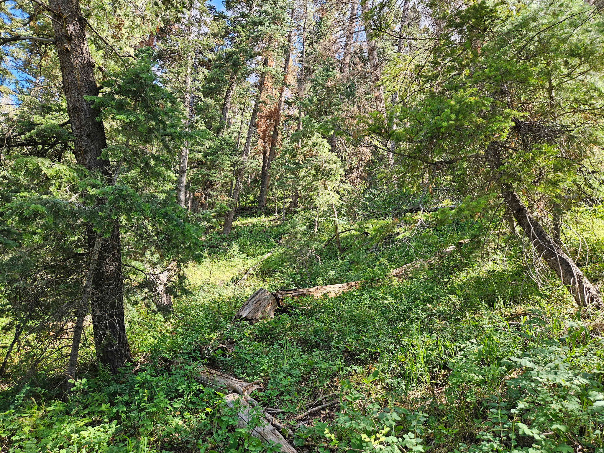 PINE CREEK ACRES - Land