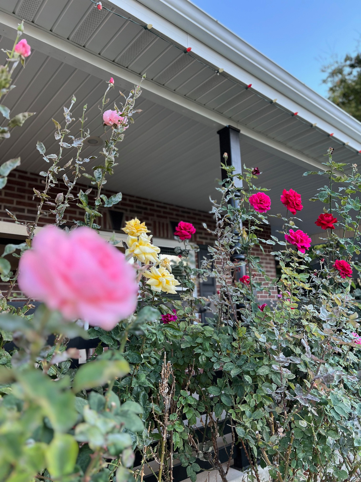 BRIDLEWOOD ESTATES - Residential