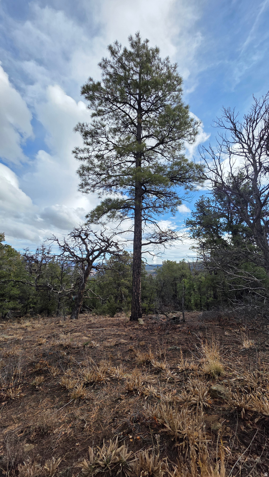 WOODLANDS AT LA SAL SUBDIVISION - Land
