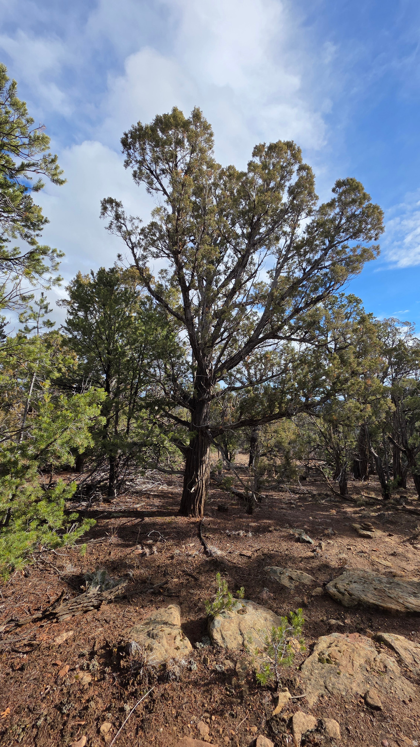 WOODLANDS AT LA SAL SUBDIVISION - Land