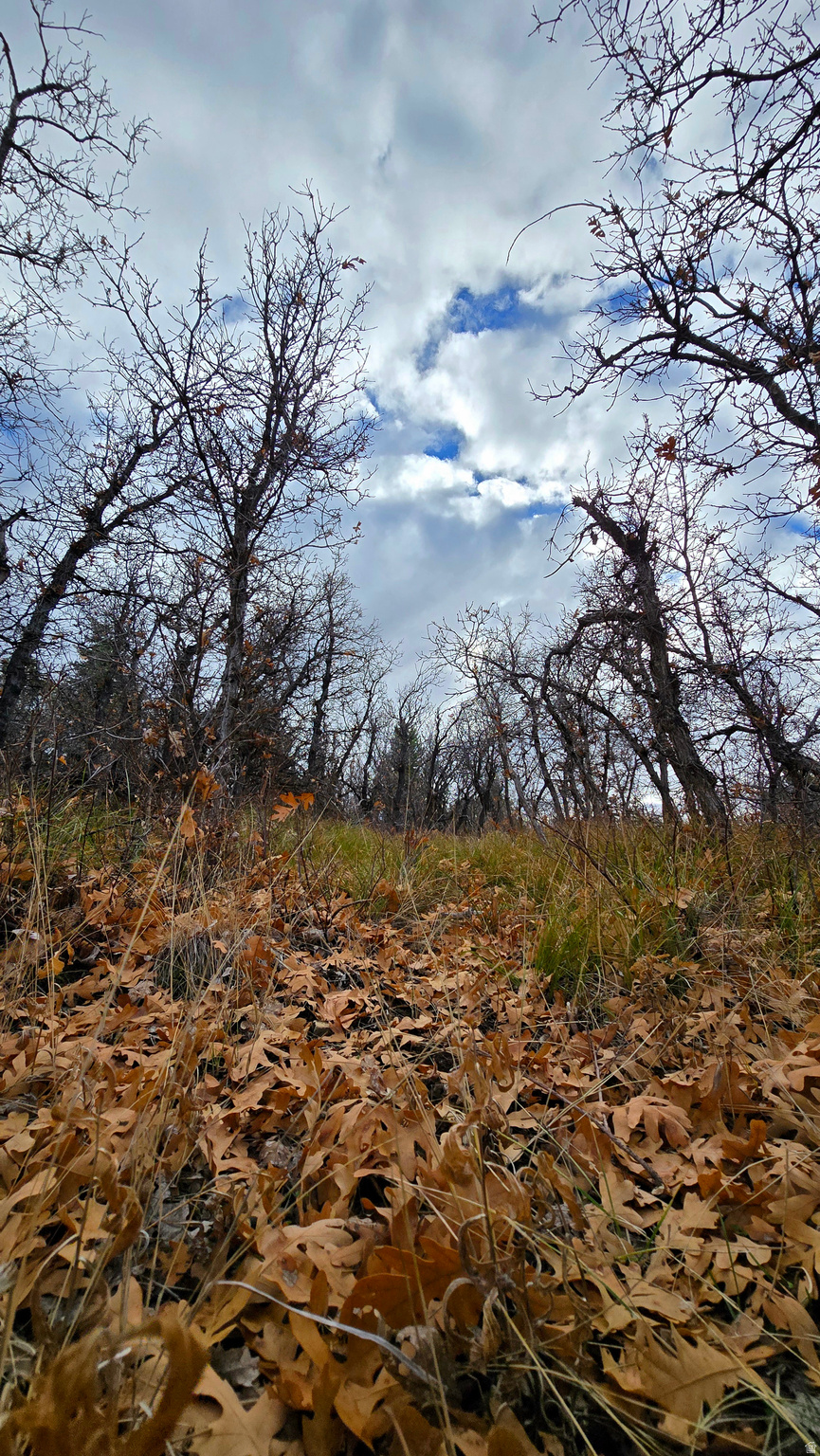 WHISPERING PINES PHASE 3 SECTION A - Land