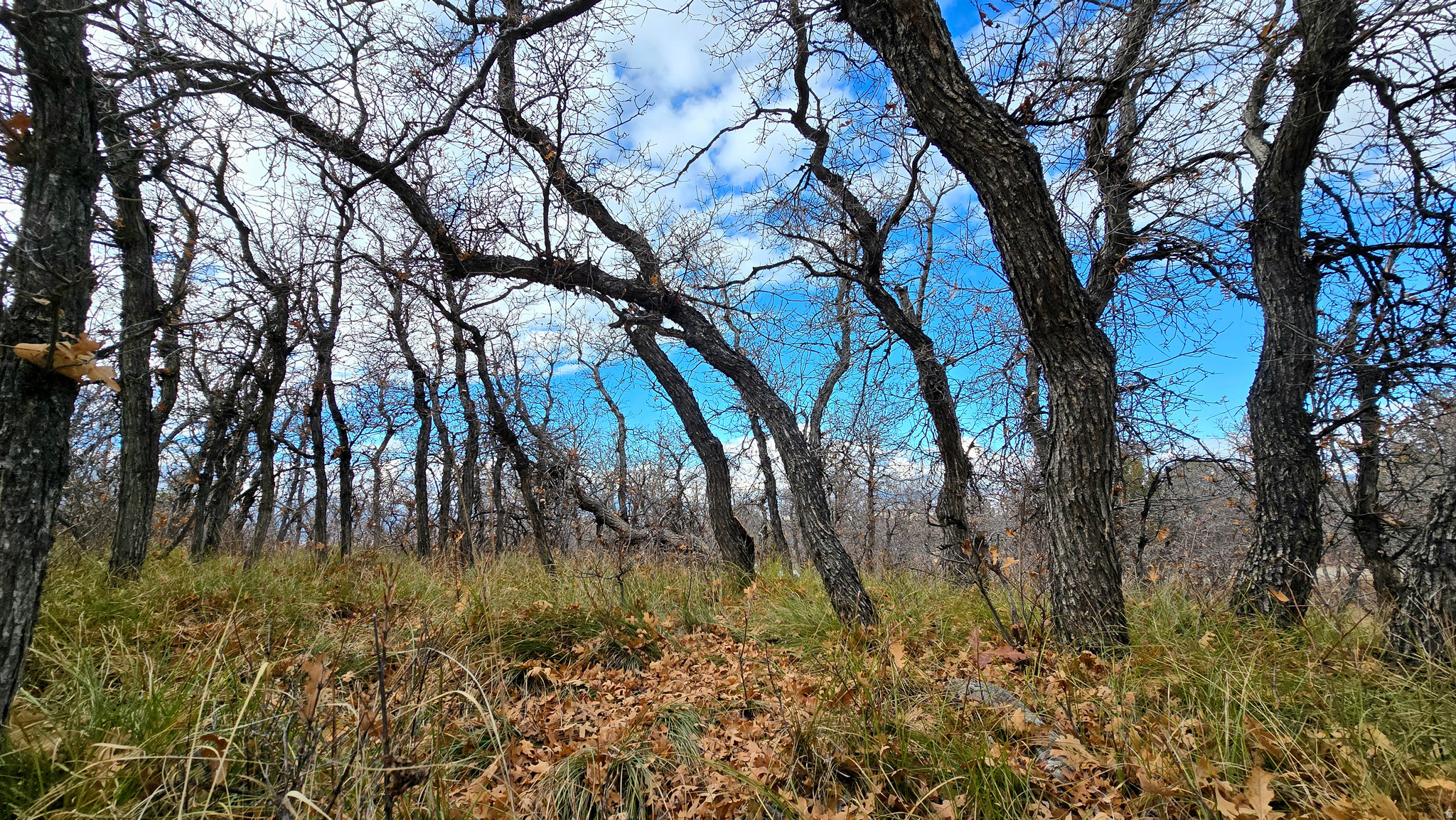 WHISPERING PINES PHASE 3 SECTION A - Land