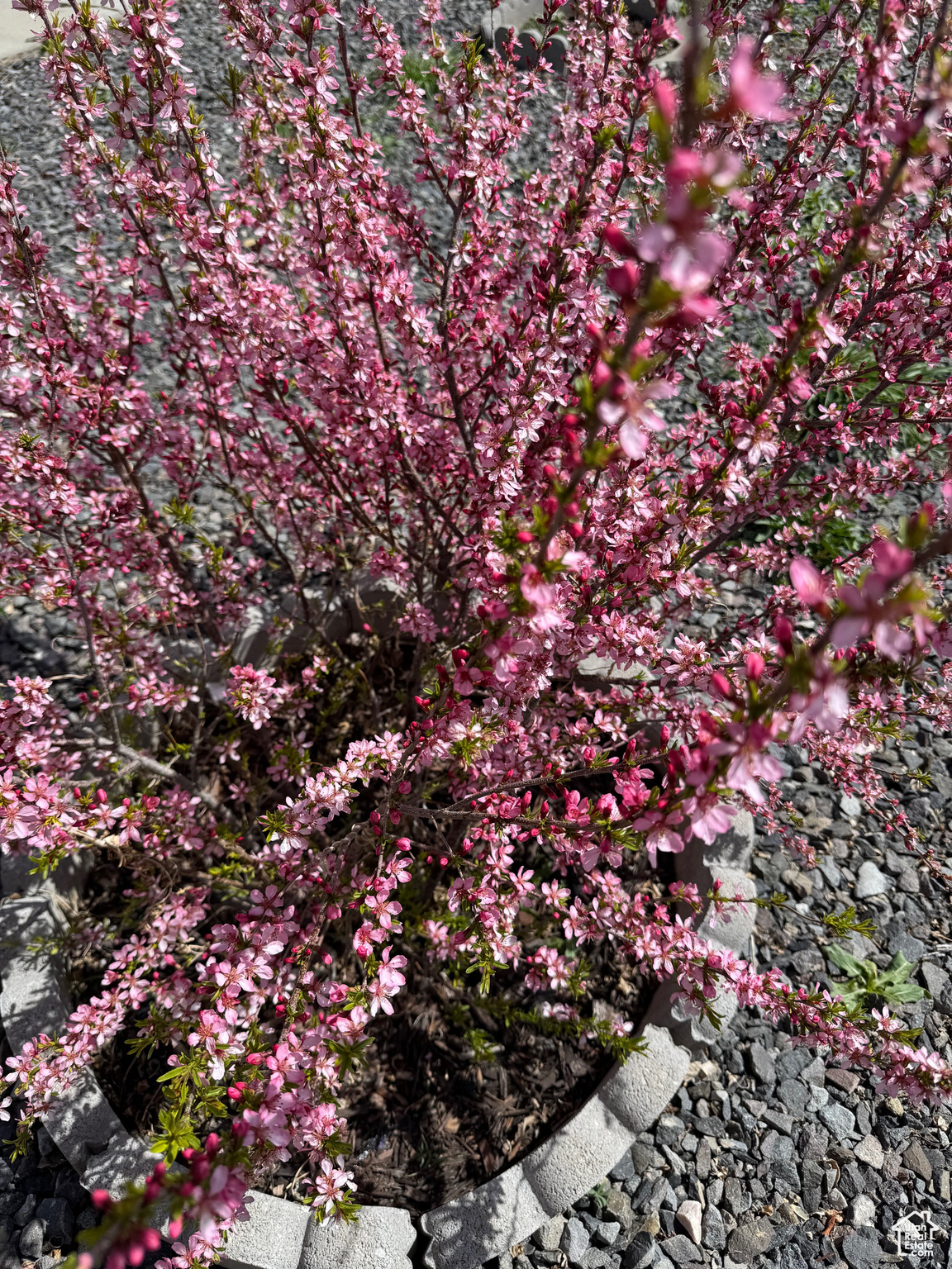 DAILEY MINOR - Residential