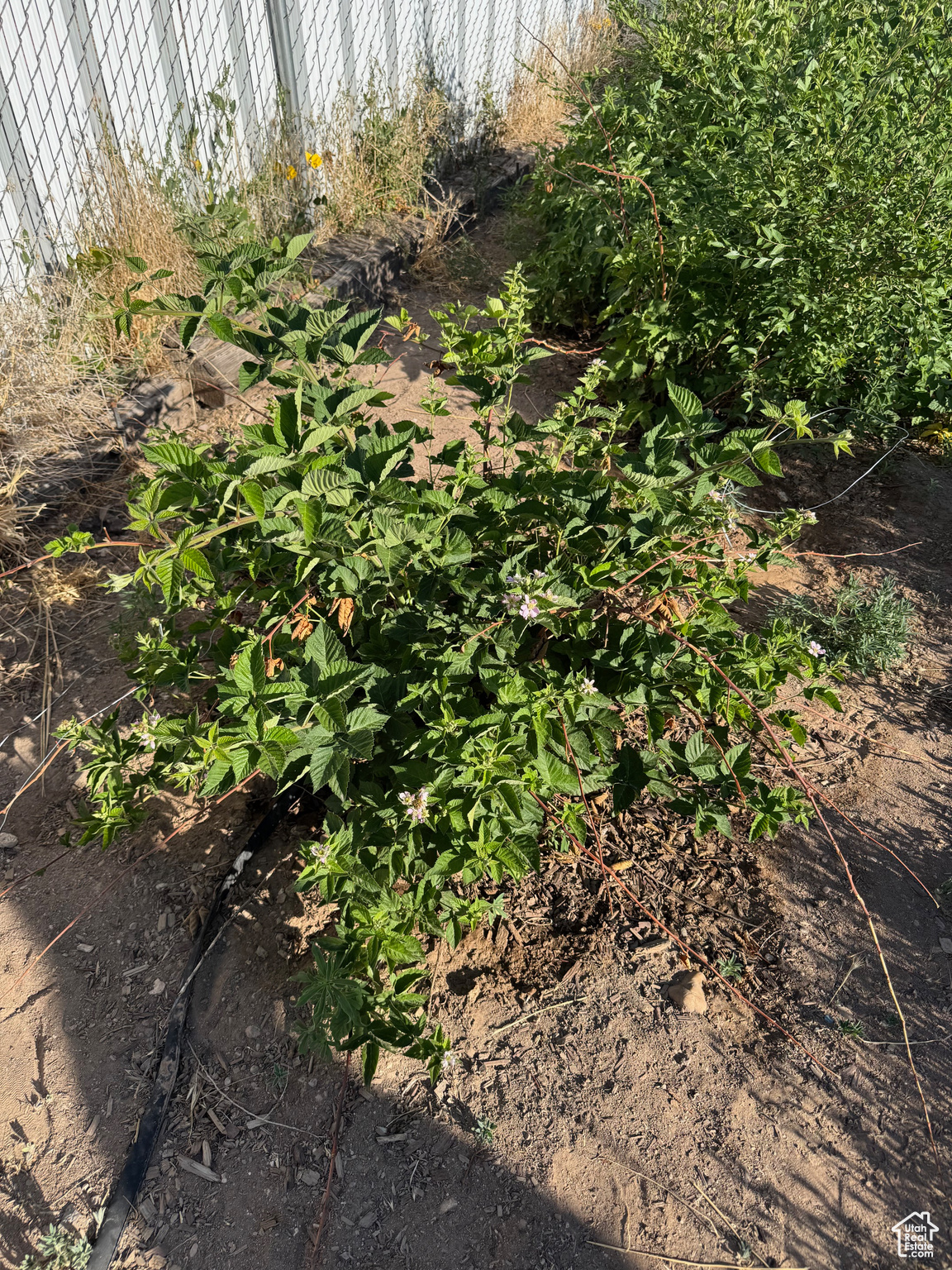 DAILEY MINOR - Residential