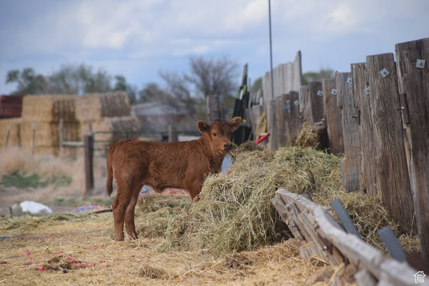 193240, 103615, 193233, 103508, 103474, 193226