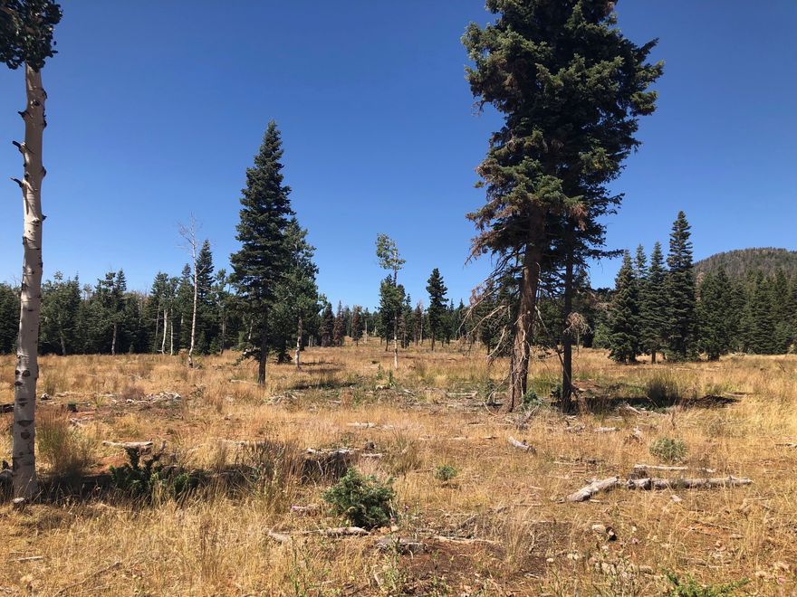 Remarkable and hard to find beautiful mountain property with WATER. Located off Northfork road below the beautiful and serene Navajo Lake, this quiet property has beautiful stands of quaking Aspens and deep green pine tree's. Meadows dot this remarkable property which has deer, elk, turkeys and even an occasional mountain lion and bear that pass through having the water source makes this the ideal location to create lasting memories and cool mountain get aways.