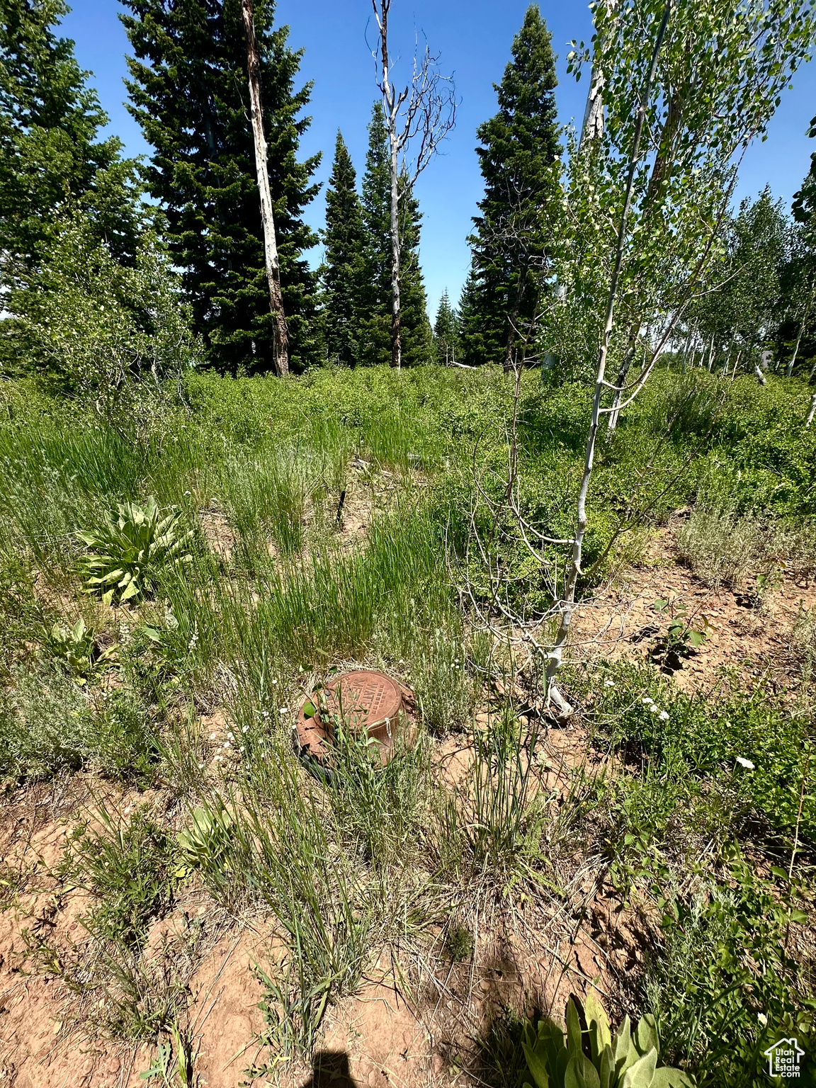 WHISPERING PINES - Land