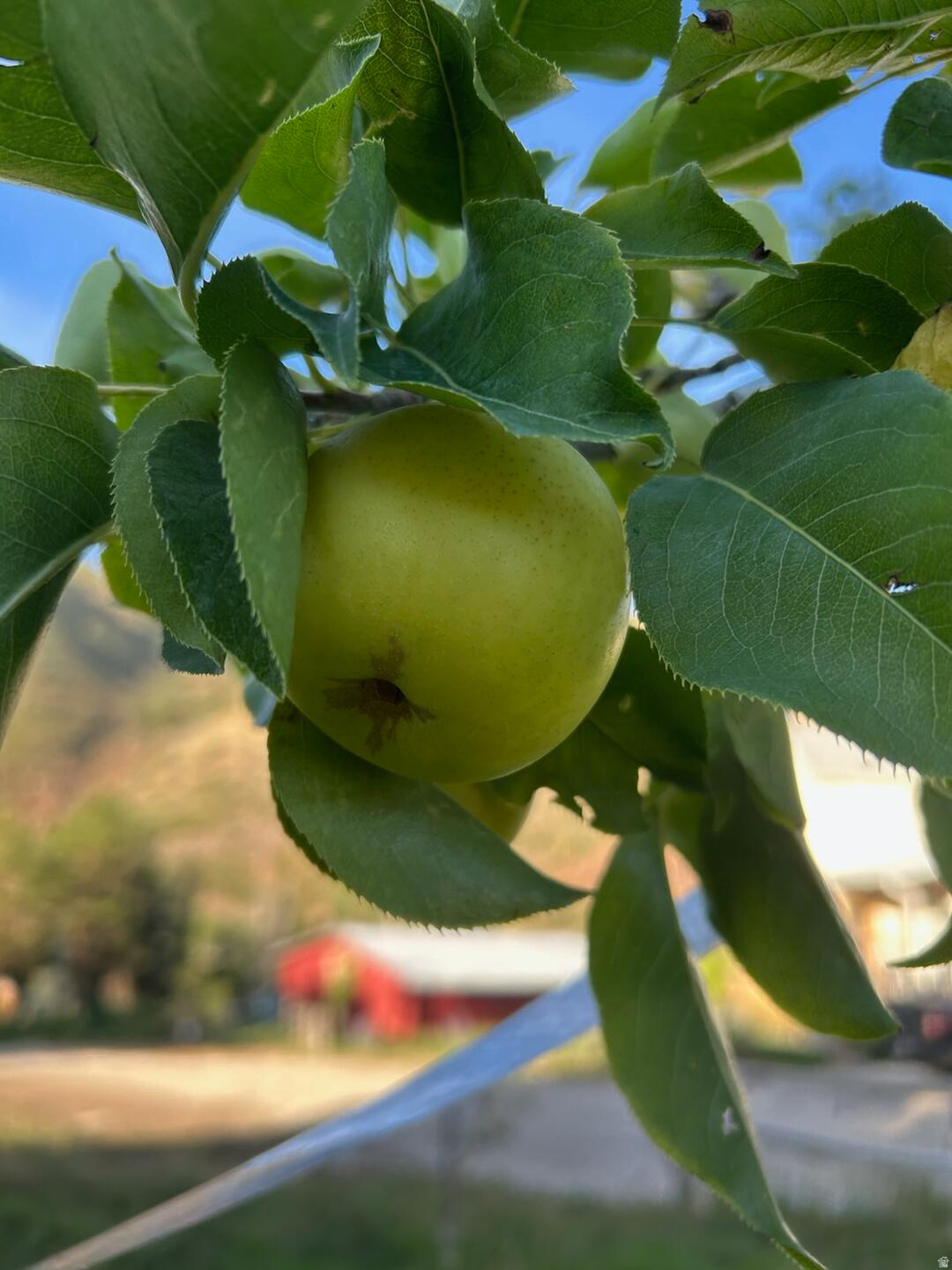 Main image without alt text