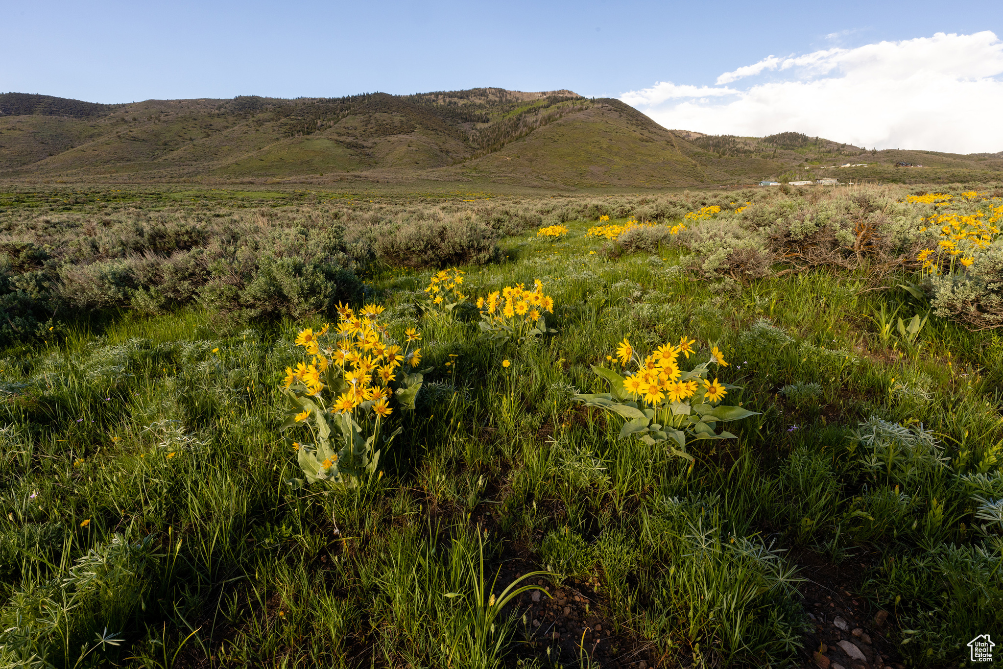 HOYT PEAK RANCH - Land
