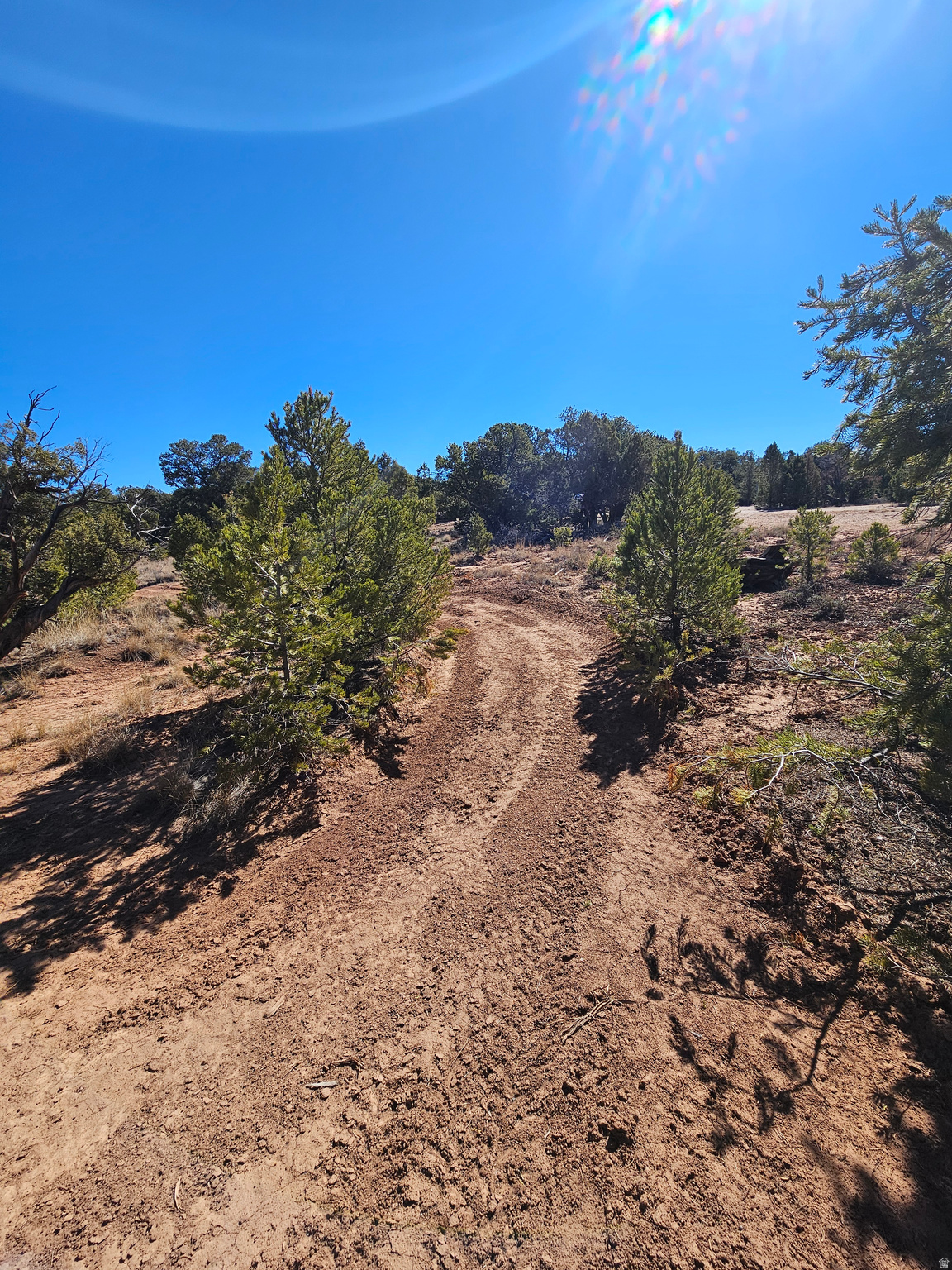 TABBY SHADOWS - Land