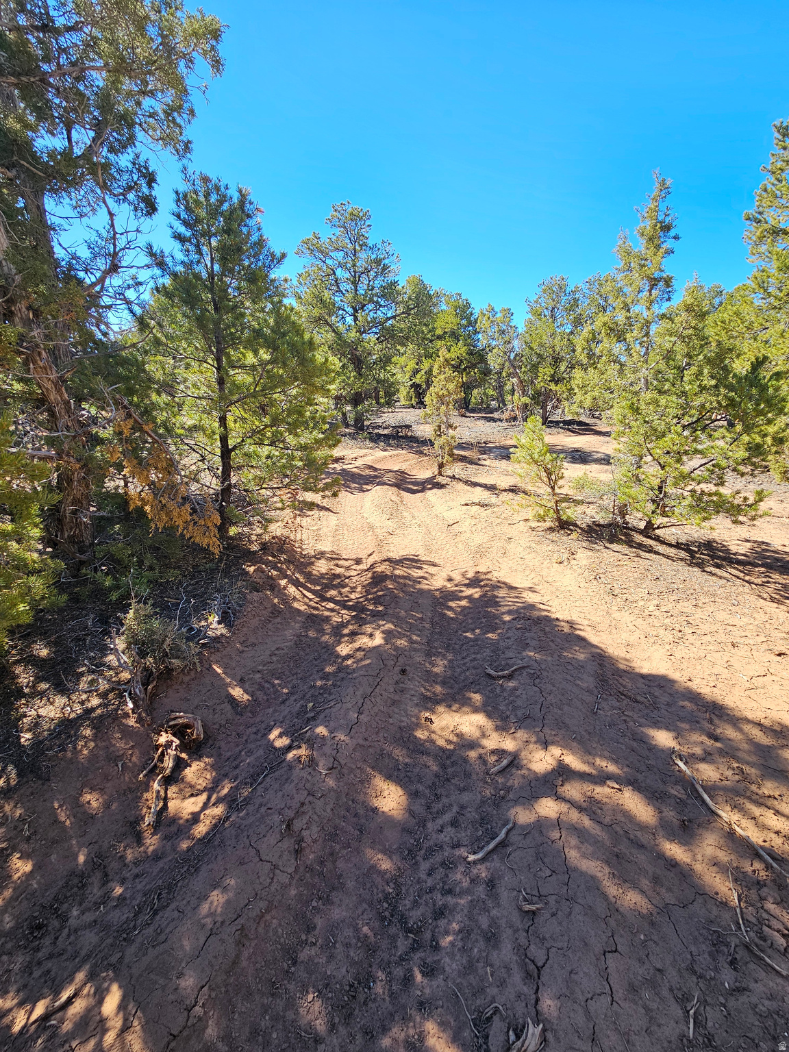 TABBY SHADOWS - Land