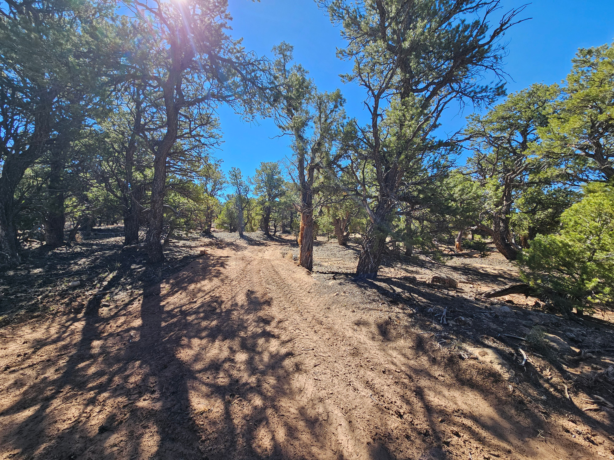 TABBY SHADOWS - Land