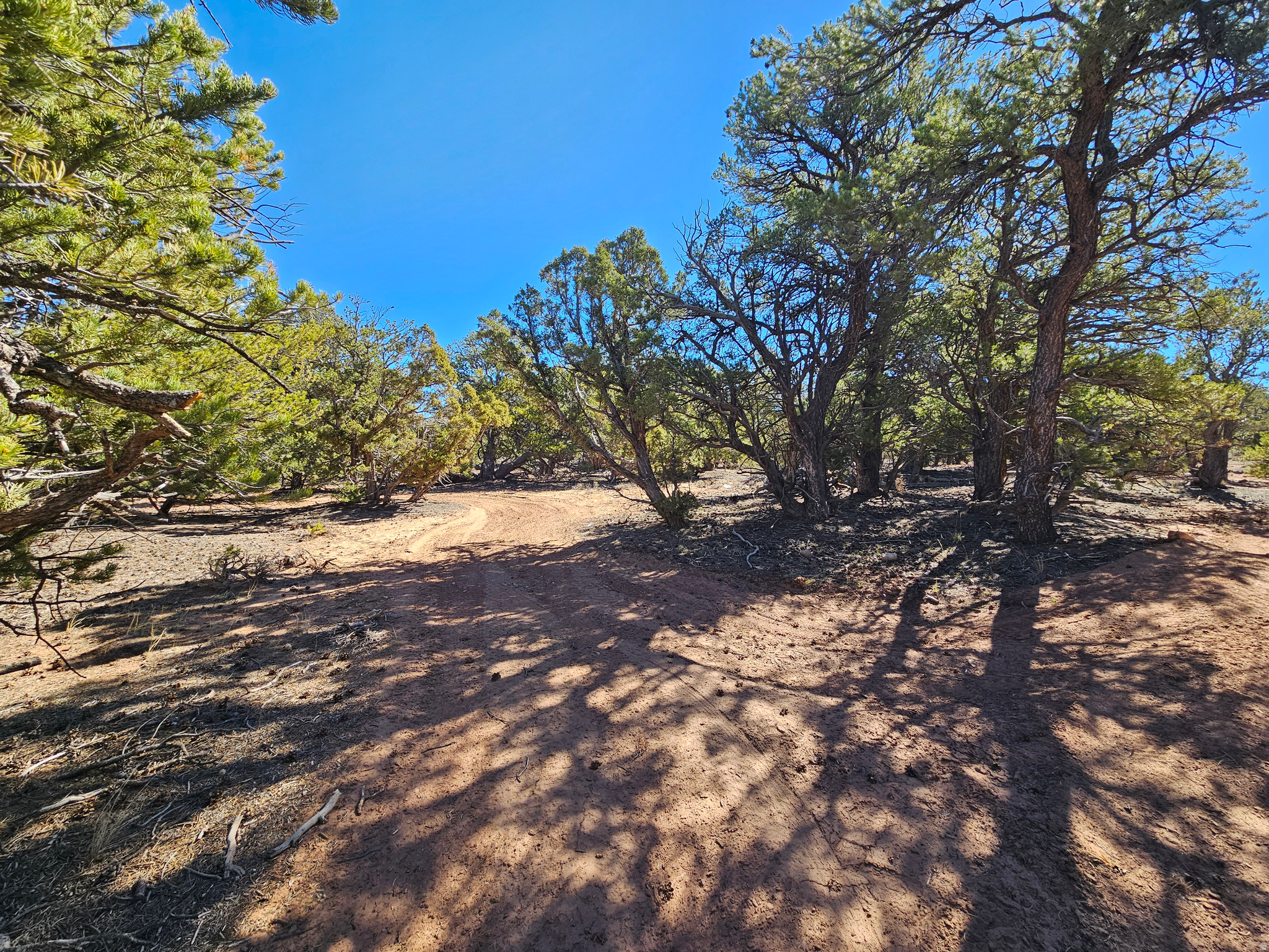 TABBY SHADOWS - Land