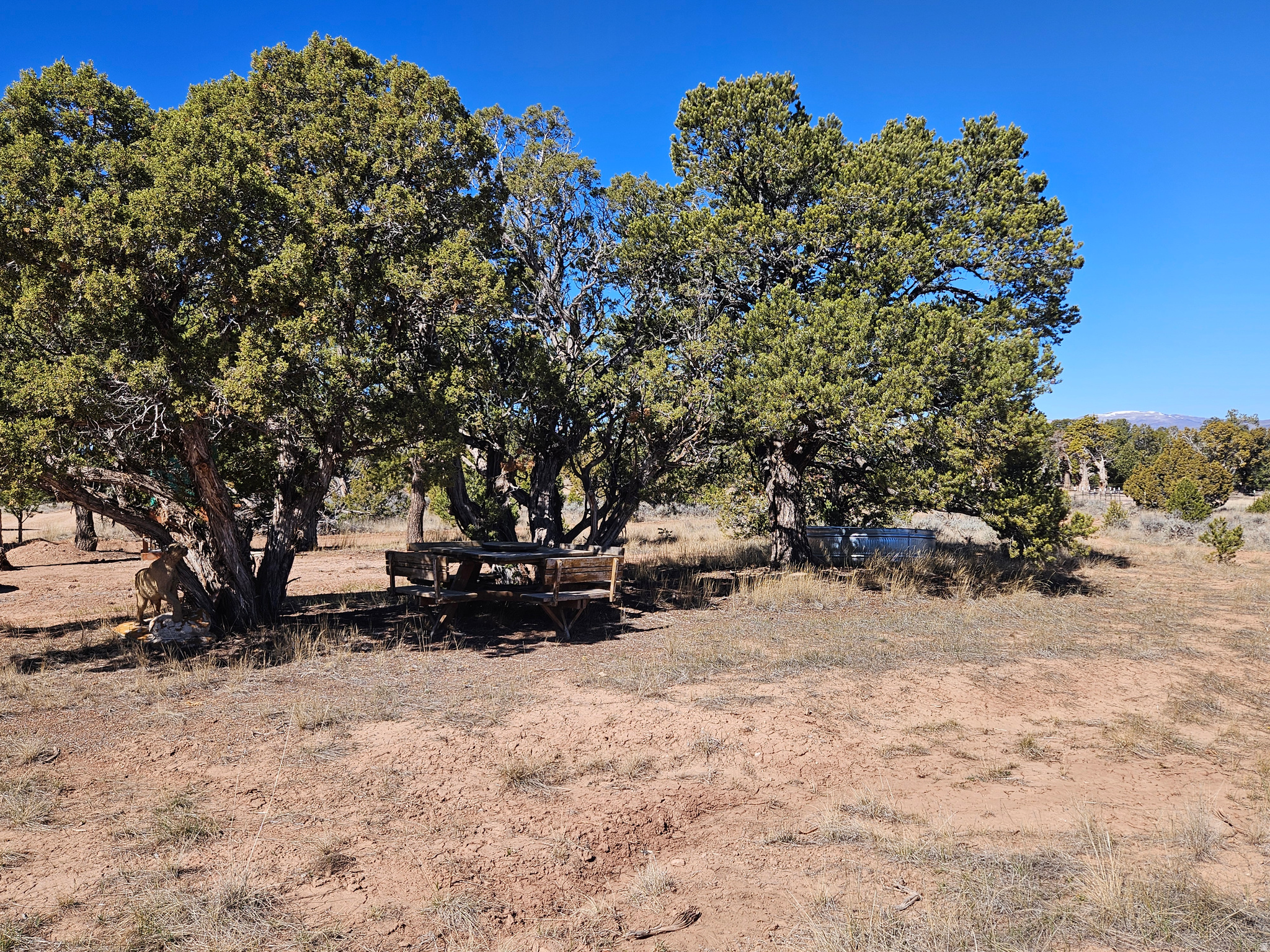 TABBY SHADOWS - Land