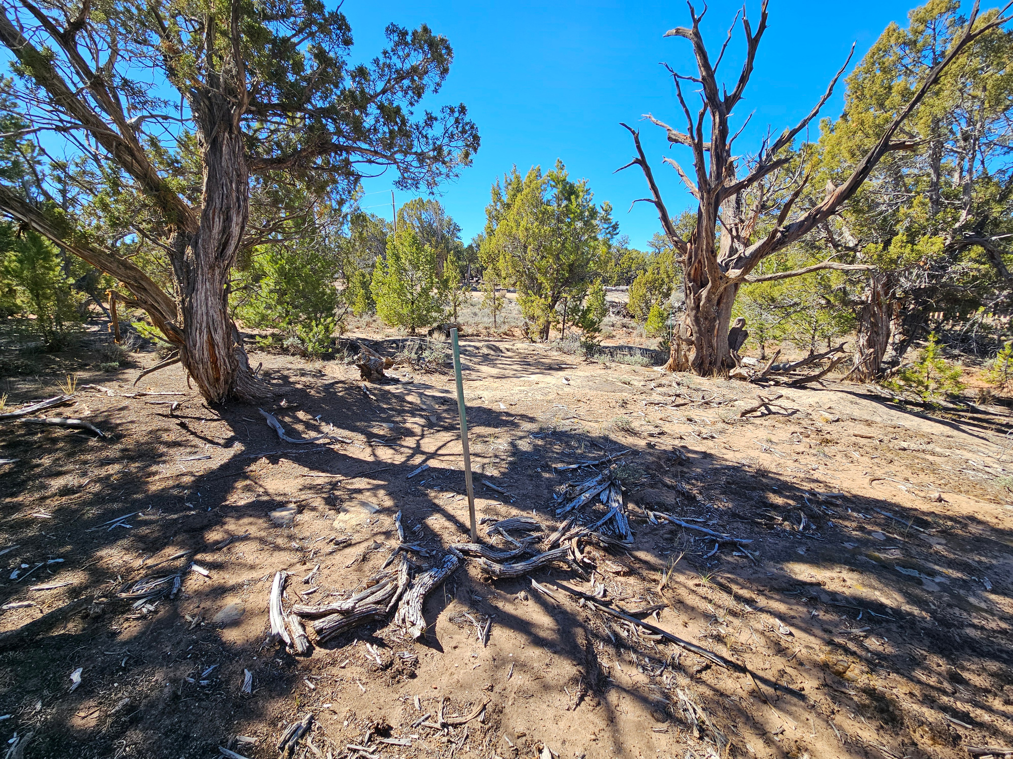 TABBY SHADOWS - Land