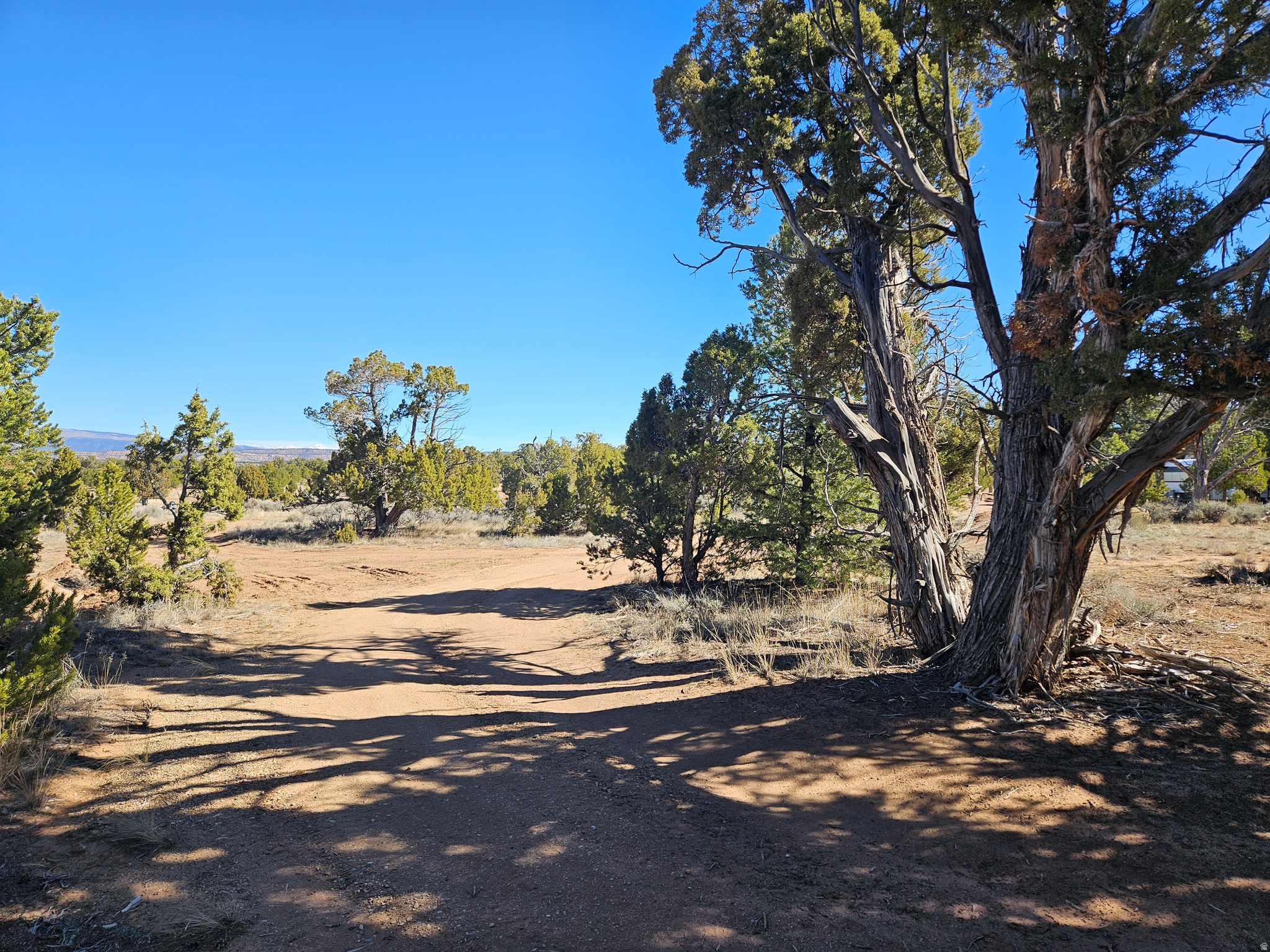 TABBY SHADOWS - Land