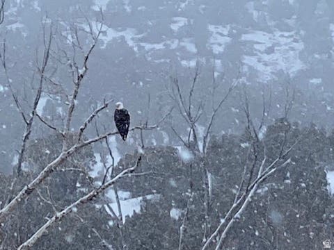 Tiny photo for 8398 N HIGHWAY 302, Peoa, UT 84061 (MLS # 2167503)