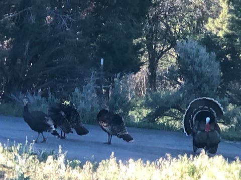 Tiny photo for 8398 N HIGHWAY 302, Peoa, UT 84061 (MLS # 2167503)