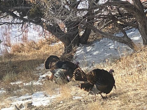Tiny photo for 8398 N HIGHWAY 302, Peoa, UT 84061 (MLS # 2167503)