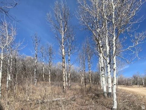 FOREST MEADOW SUBDIVISION - Land