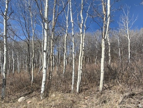 FOREST MEADOW SUBDIVISION - Land