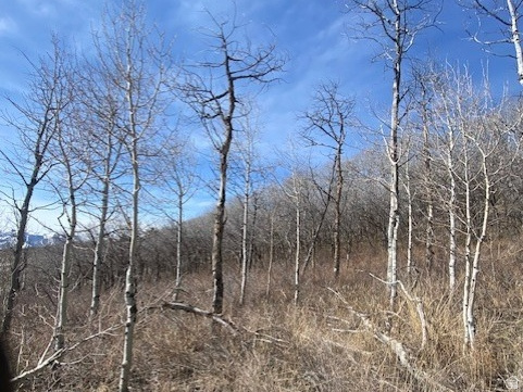 FOREST MEADOW SUBDIVISION - Land