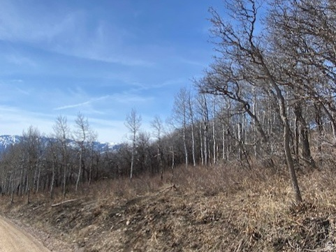 FOREST MEADOW SUBDIVISION - Land