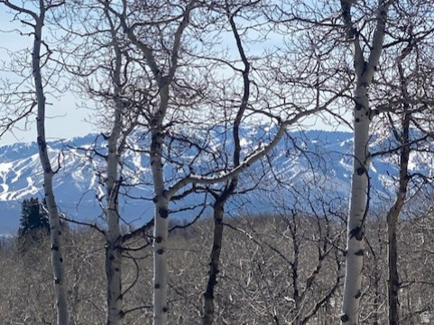 FOREST MEADOW SUBDIVISION - Land