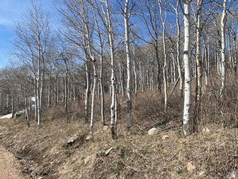 FOREST MEADOW SUBDIVISION - Land