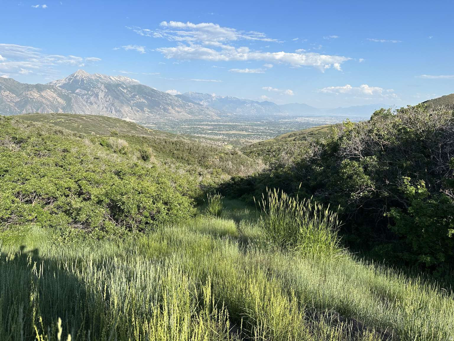 OAK VISTA 4 AT SUNCREST - Residential