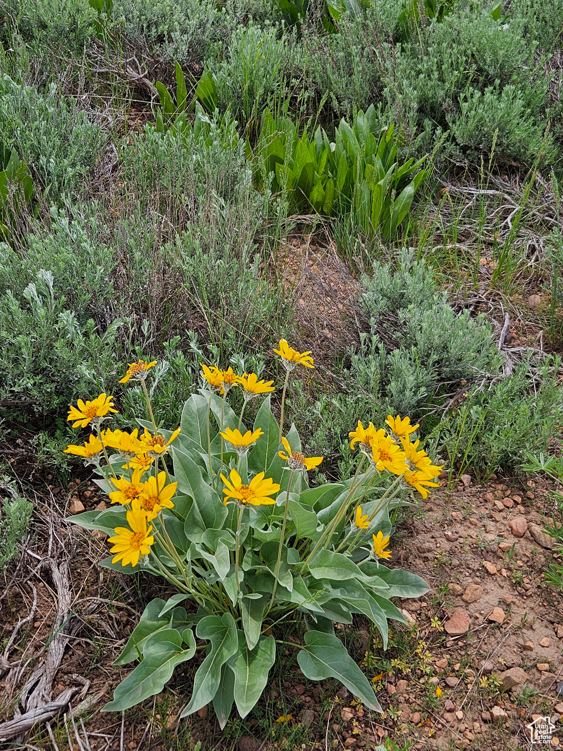 EVERGREEN PARK #1 - Land