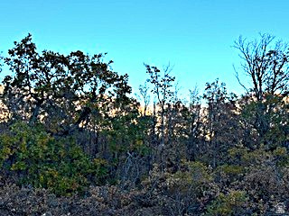 UPPER WHITTEMORE PLAT A - Land