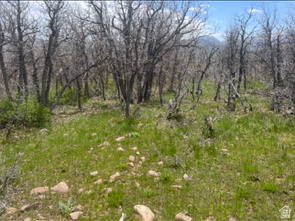 UPPER WHITTEMORE PLAT A - Land