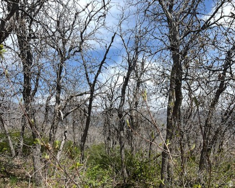 UPPER WHITTEMORE PLAT A - Land