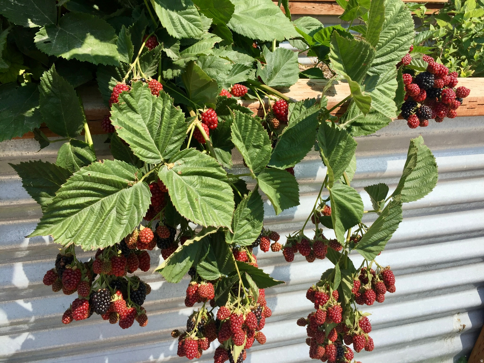 THE AVENUES - Residential