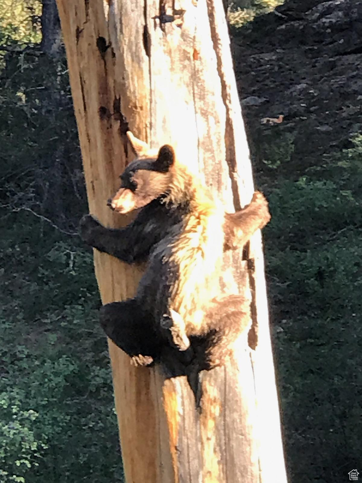 LONG CANYON ESTATES SUBDIVISION - Residential