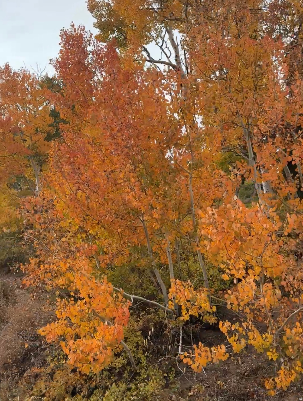 POWDER MOUTAIN VILLAGE - Land