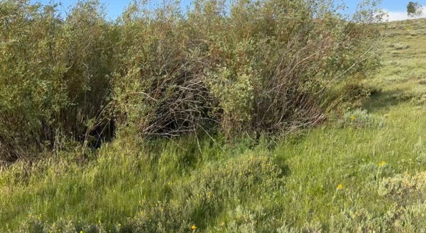 124 ASPEN COVE DR, SCOFIELD, UT 84526 - Image efe6c2f0dffc8d16d017e59b3987544c/2121169977