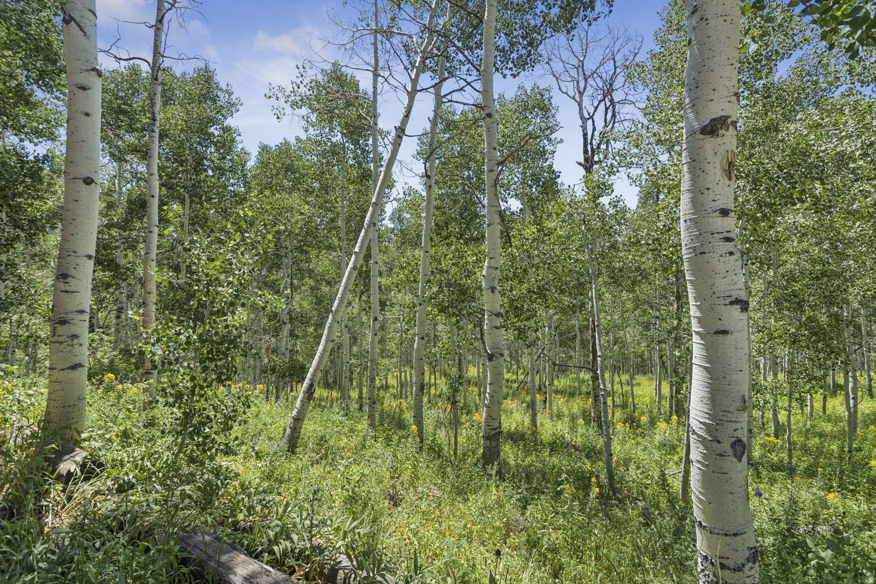 TIMBER LAKES - Residential