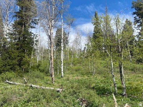 PINE MEADOW RANCH - Land