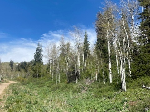 PINE MEADOW RANCH - Land
