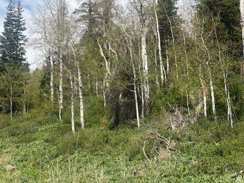PINE MEADOW RANCH - Land