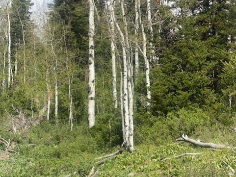 PINE MEADOW RANCH - Land