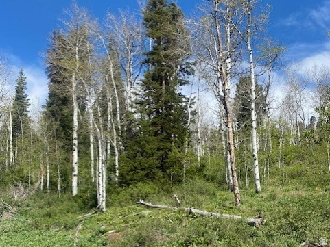 PINE MEADOW RANCH - Land