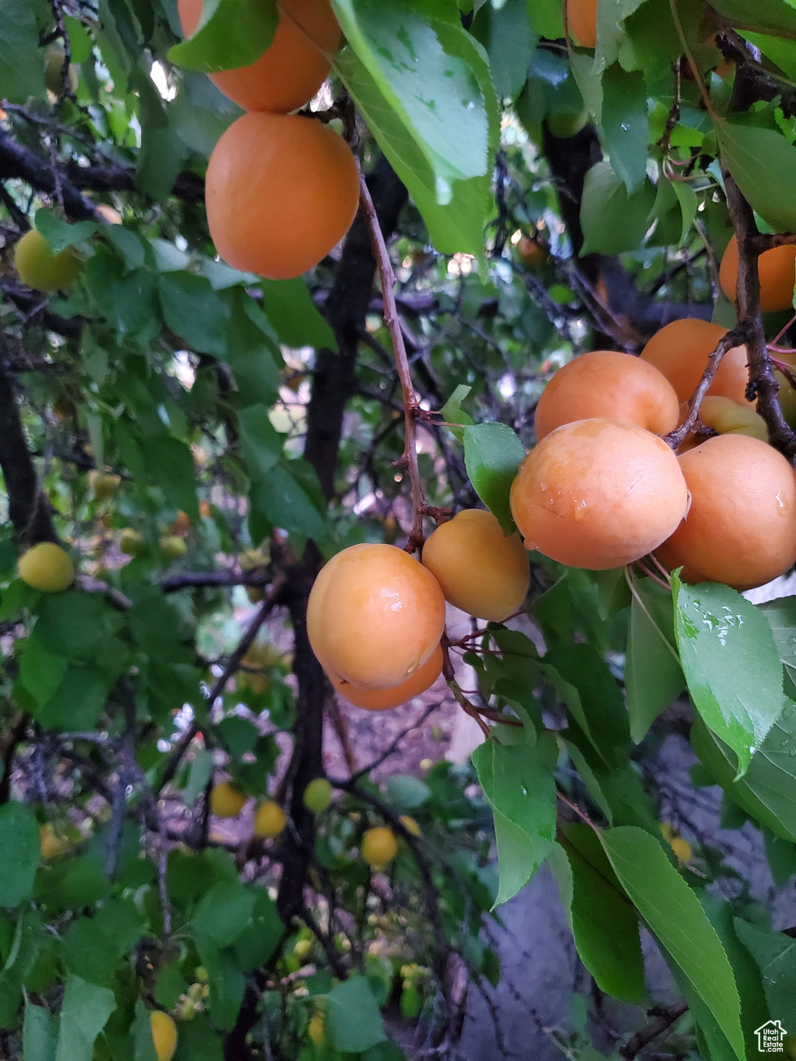 MAYO RANCH'S SUB - Residential