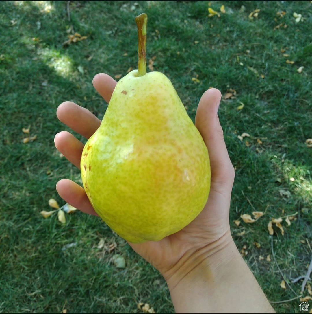 MAYO RANCH'S SUB - Residential