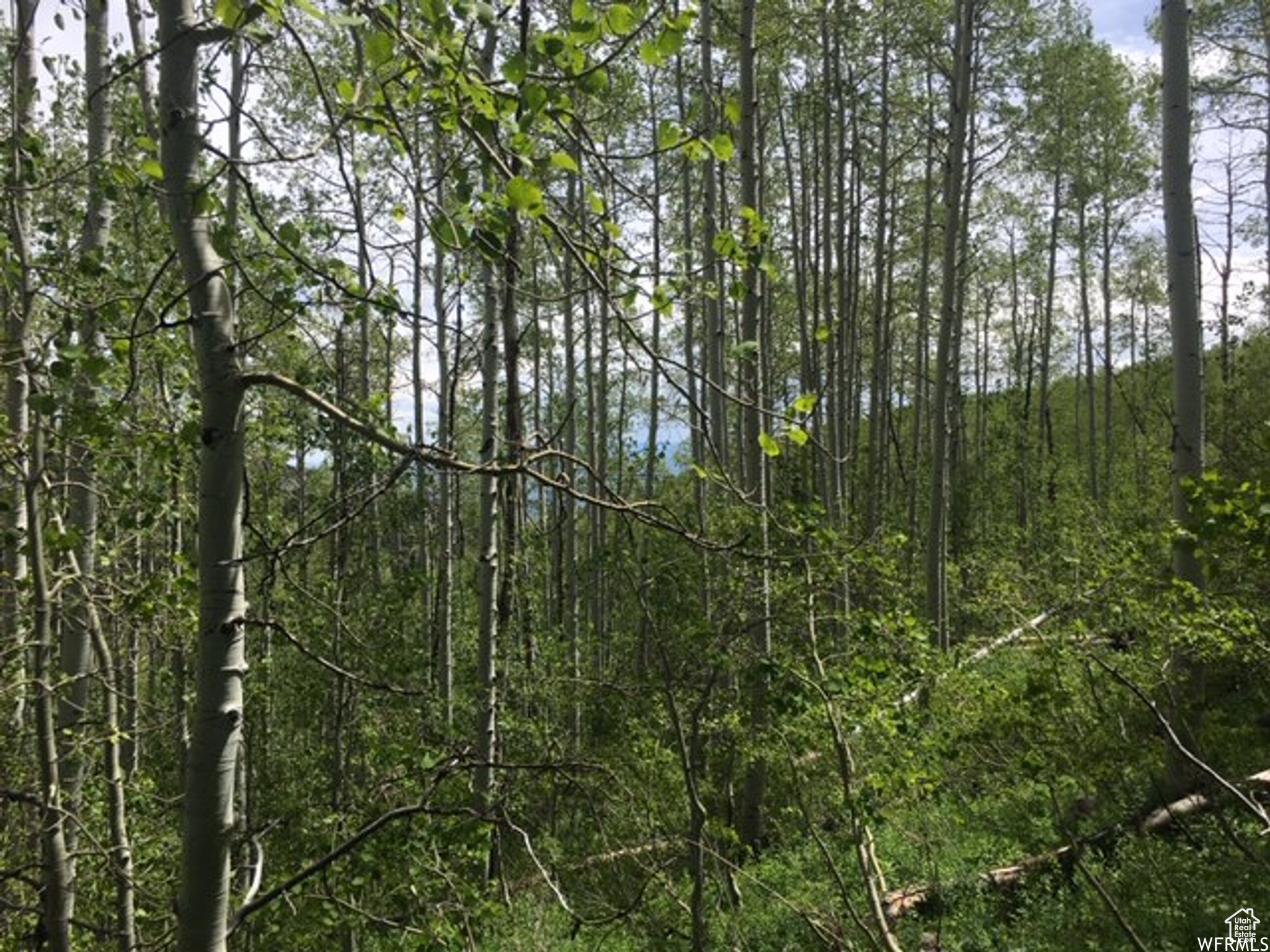 PINE MEADOW RANCH - Land