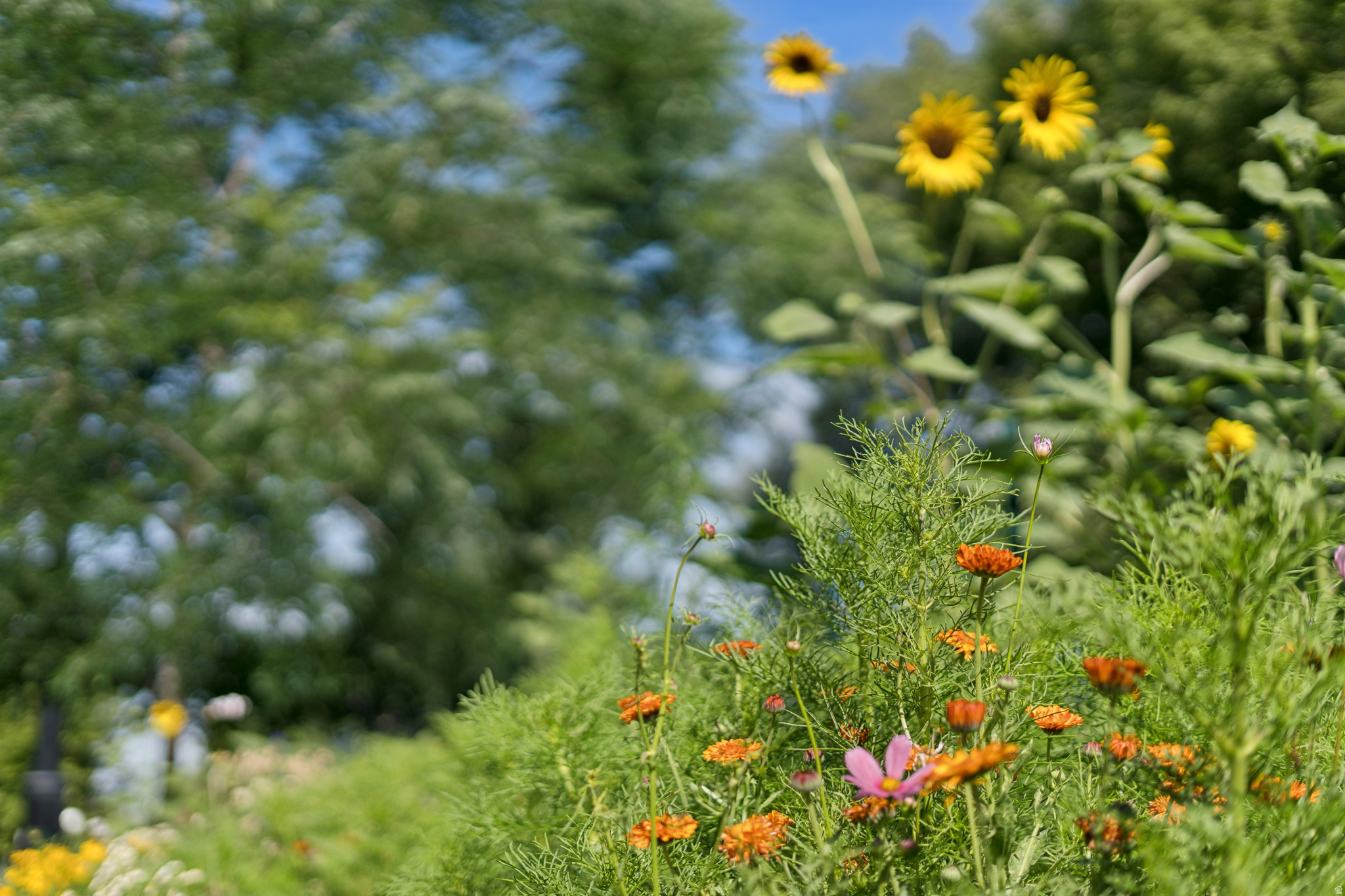 VILLA PARK - Residential