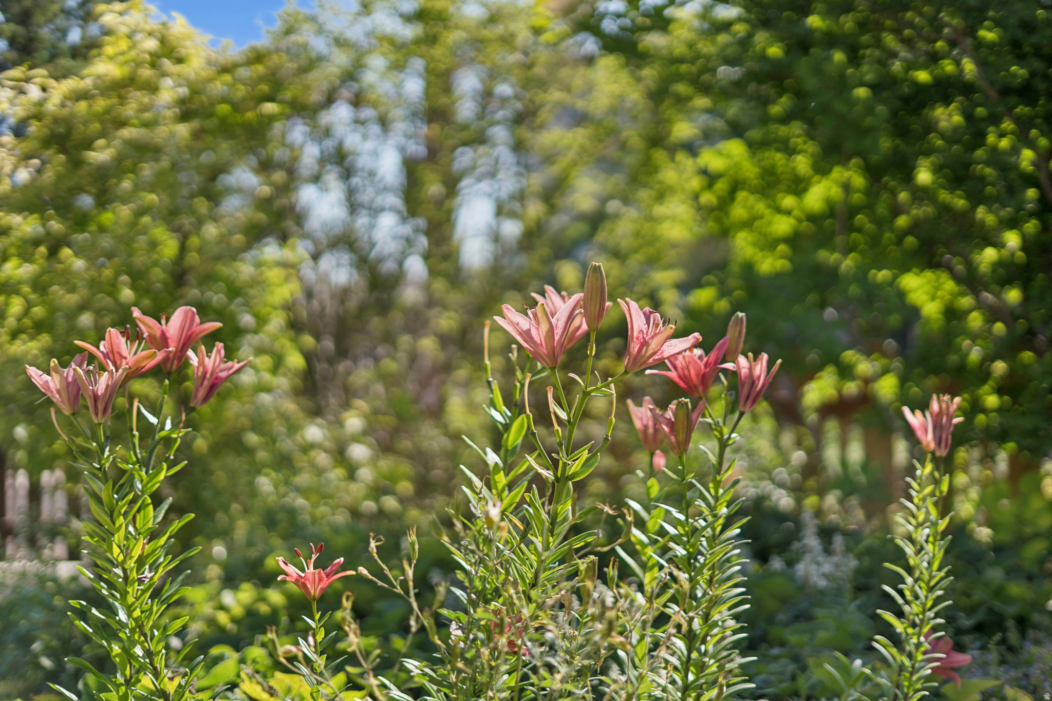 VILLA PARK - Residential